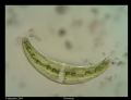 Closterium sp.